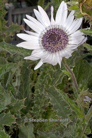 berkheya purpurea 2 graphic